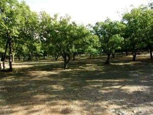 KODAK Digital Still Camera