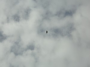 KODAK Digital Still Camera